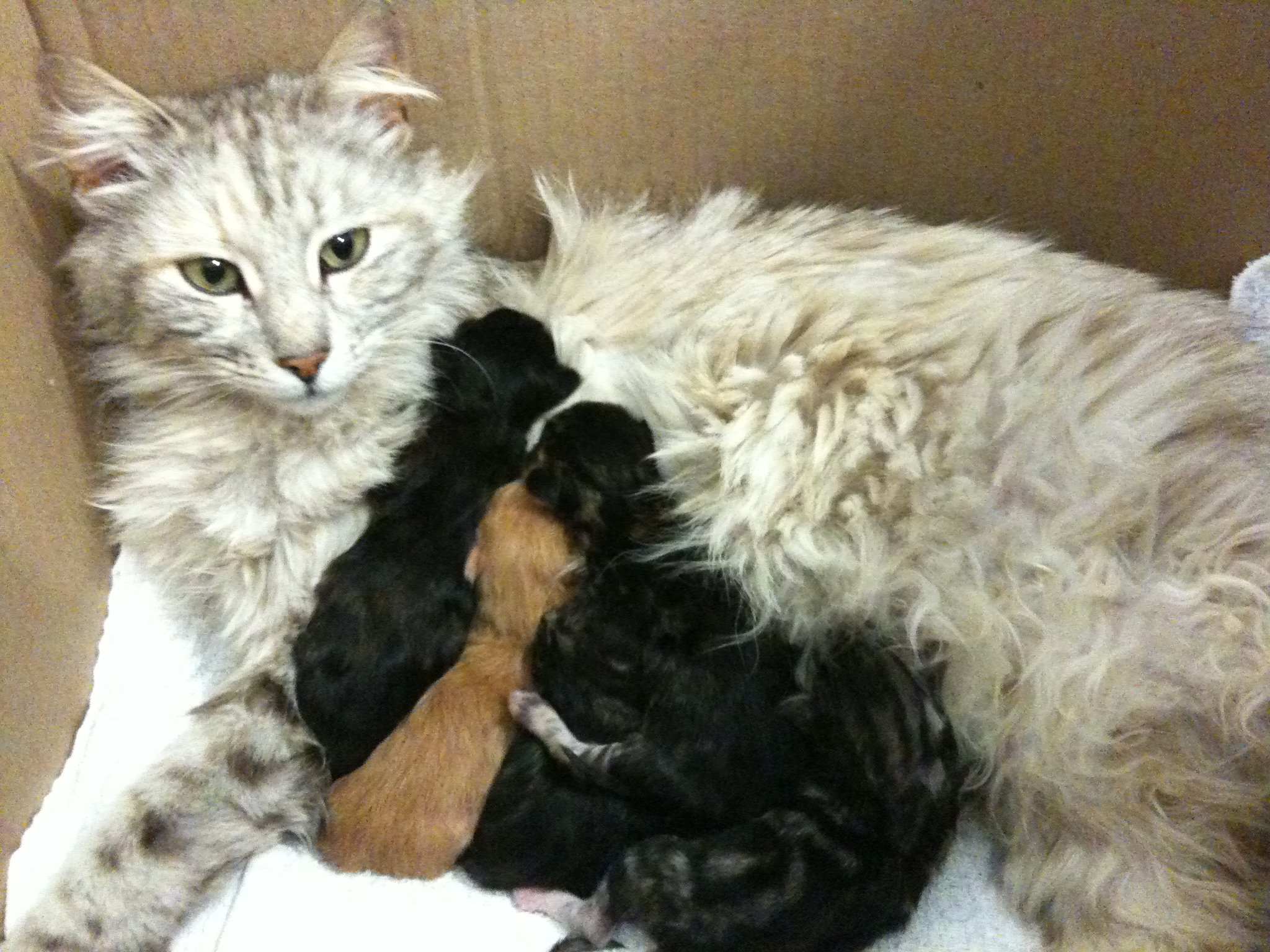 Minnak Yavrularıyla İlk Kez Tanışan 14 Anne Kedi